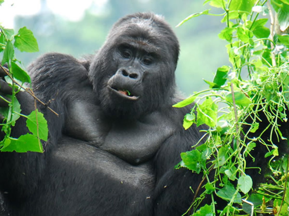 18 Days Uganda wildlife safari, Rwenzori climb and birding opportunities