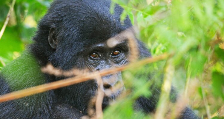 11 Days Burundi Rwanda Safari Holiday