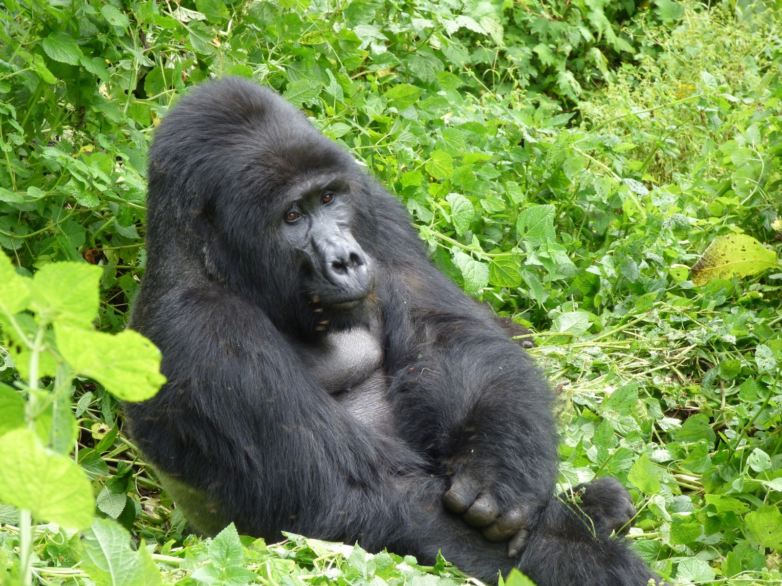 To activities to do with the Batwa pygmies on Uganda gorilla trekking safari