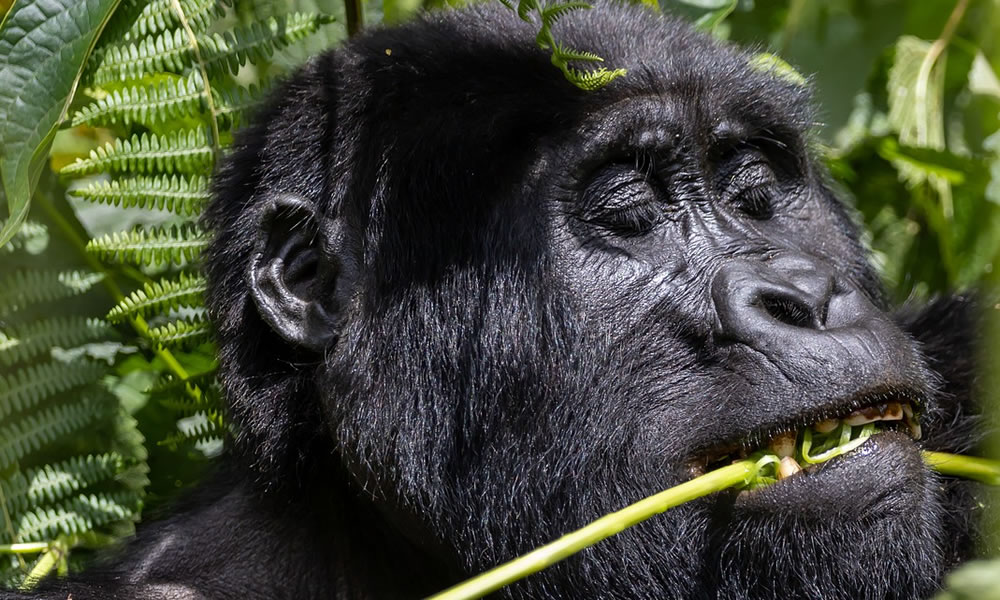 10 Days Gorilla tour Uganda