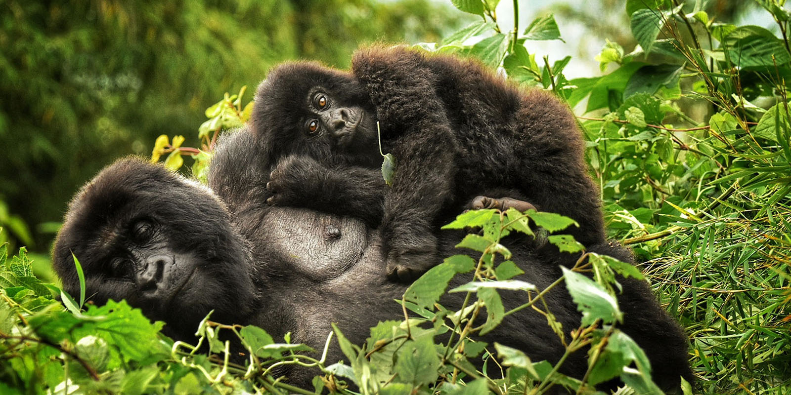 Popular facts about Nkuringo gorilla trekking sector