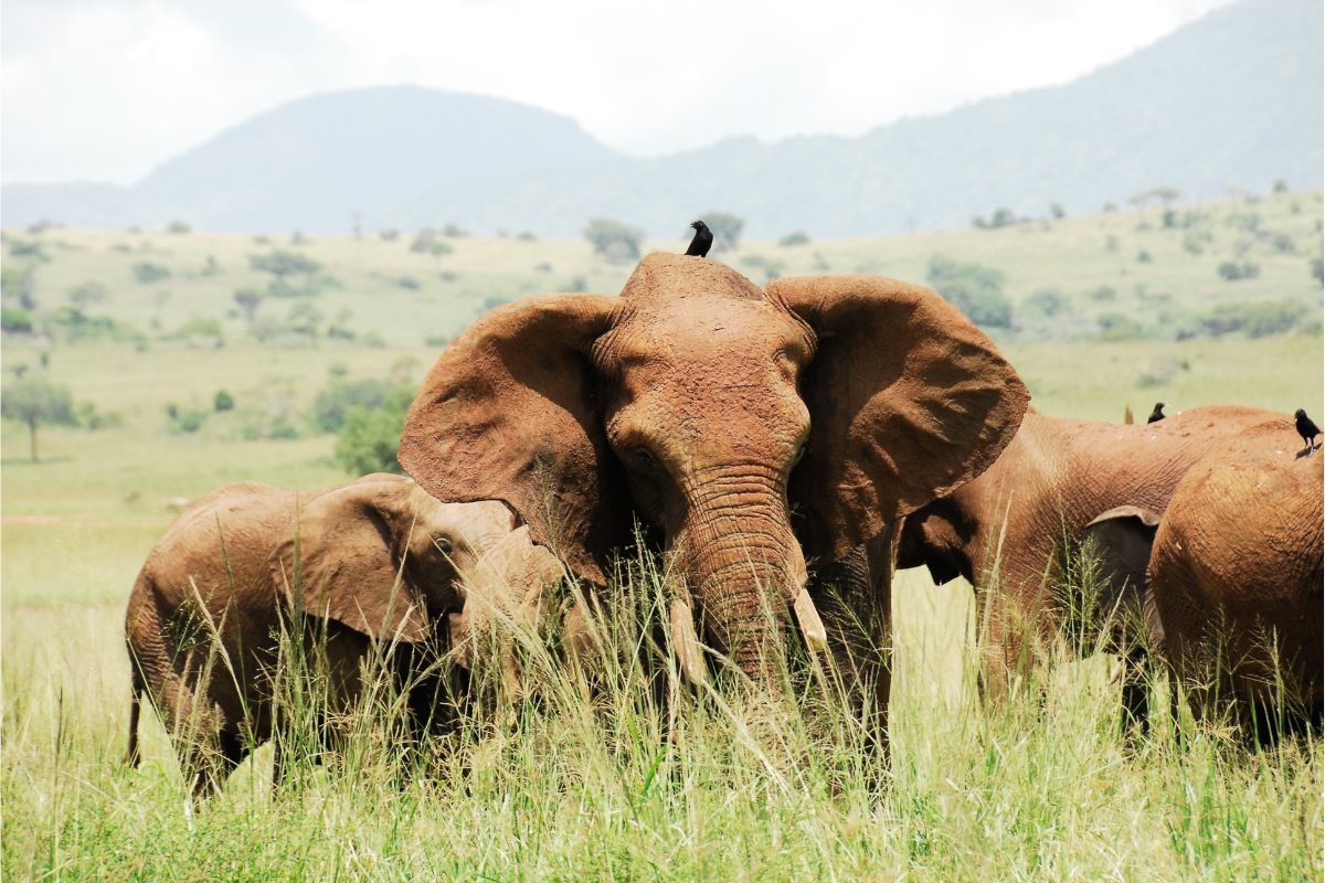 Big Five Game Drives in Akagera National Park