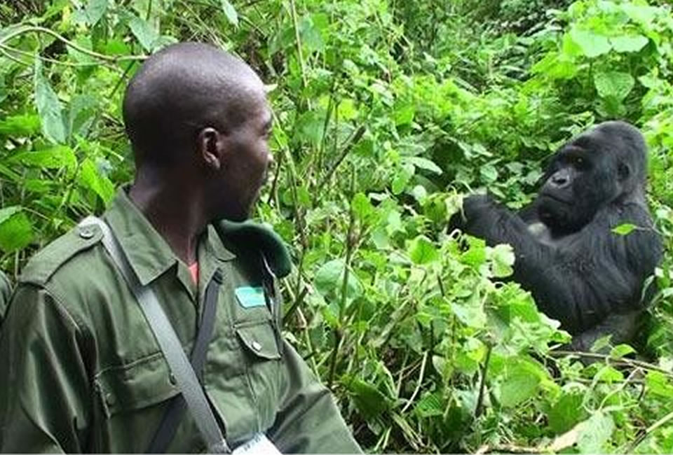 Top rated activities to do in Rwanda-on-Rwanda safari
