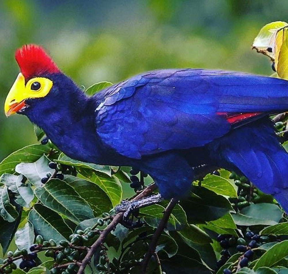Birding safari packages in Rwanda 2026- 2027