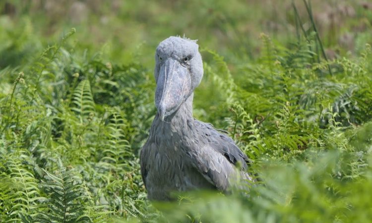 Best bird watching in Uganda Cover Image