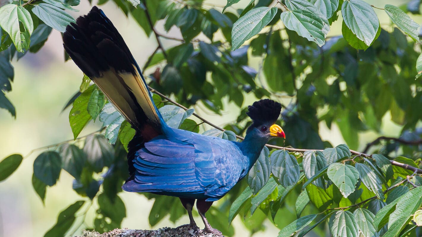Rwanda birding safari for First timers