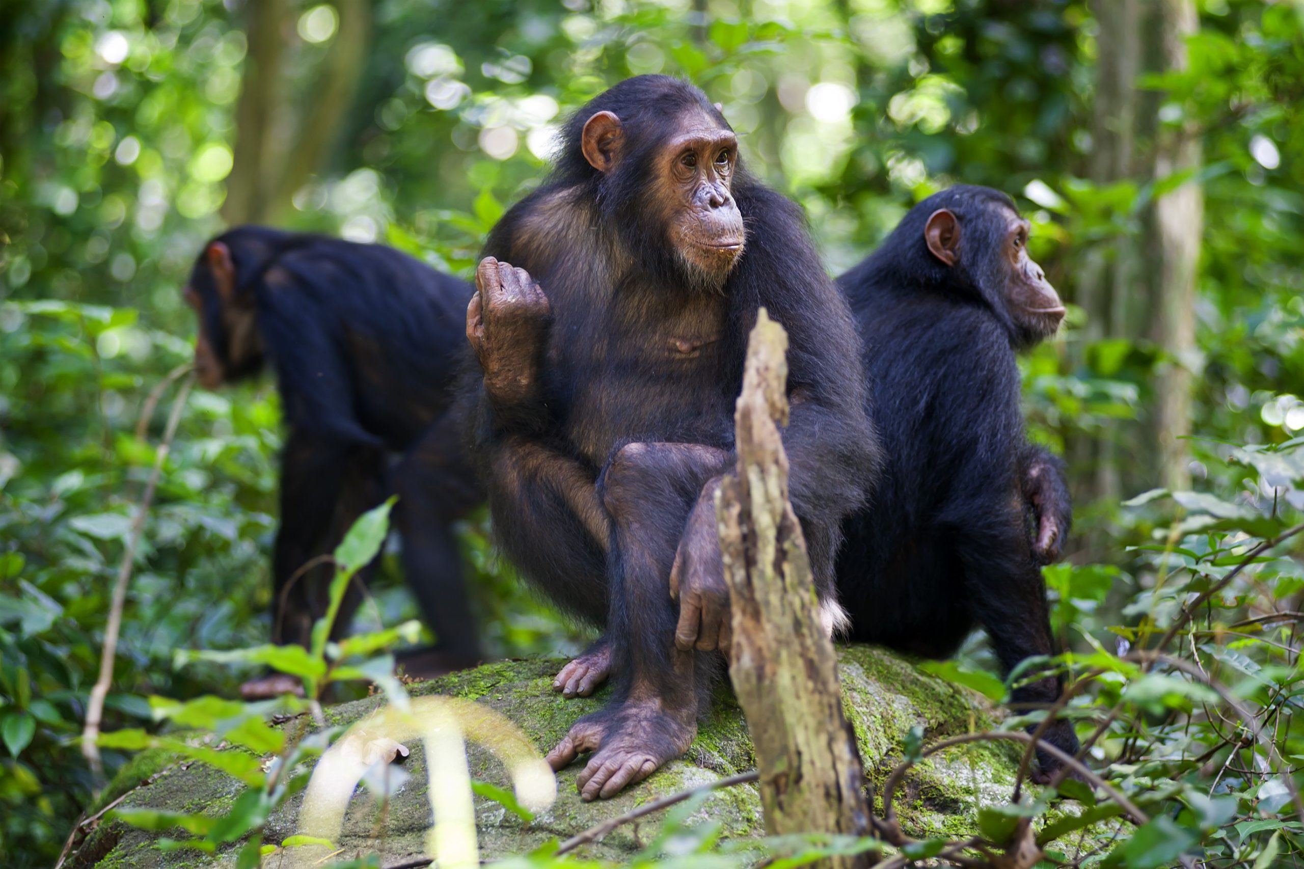Chimpanzee tracking in Kalinzu forest resereve