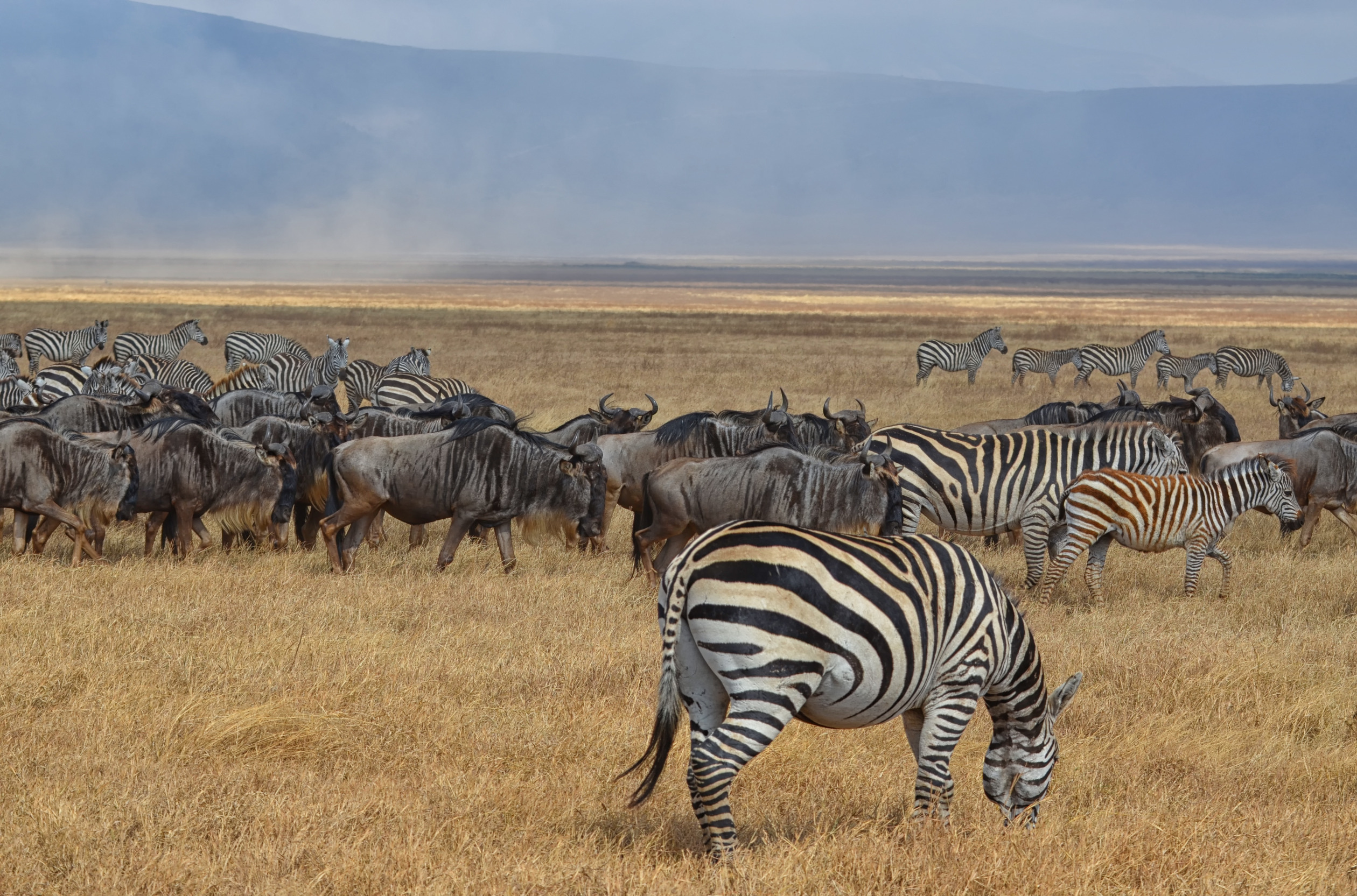 Only Tanzania wildlife safari guide to trust this travel season