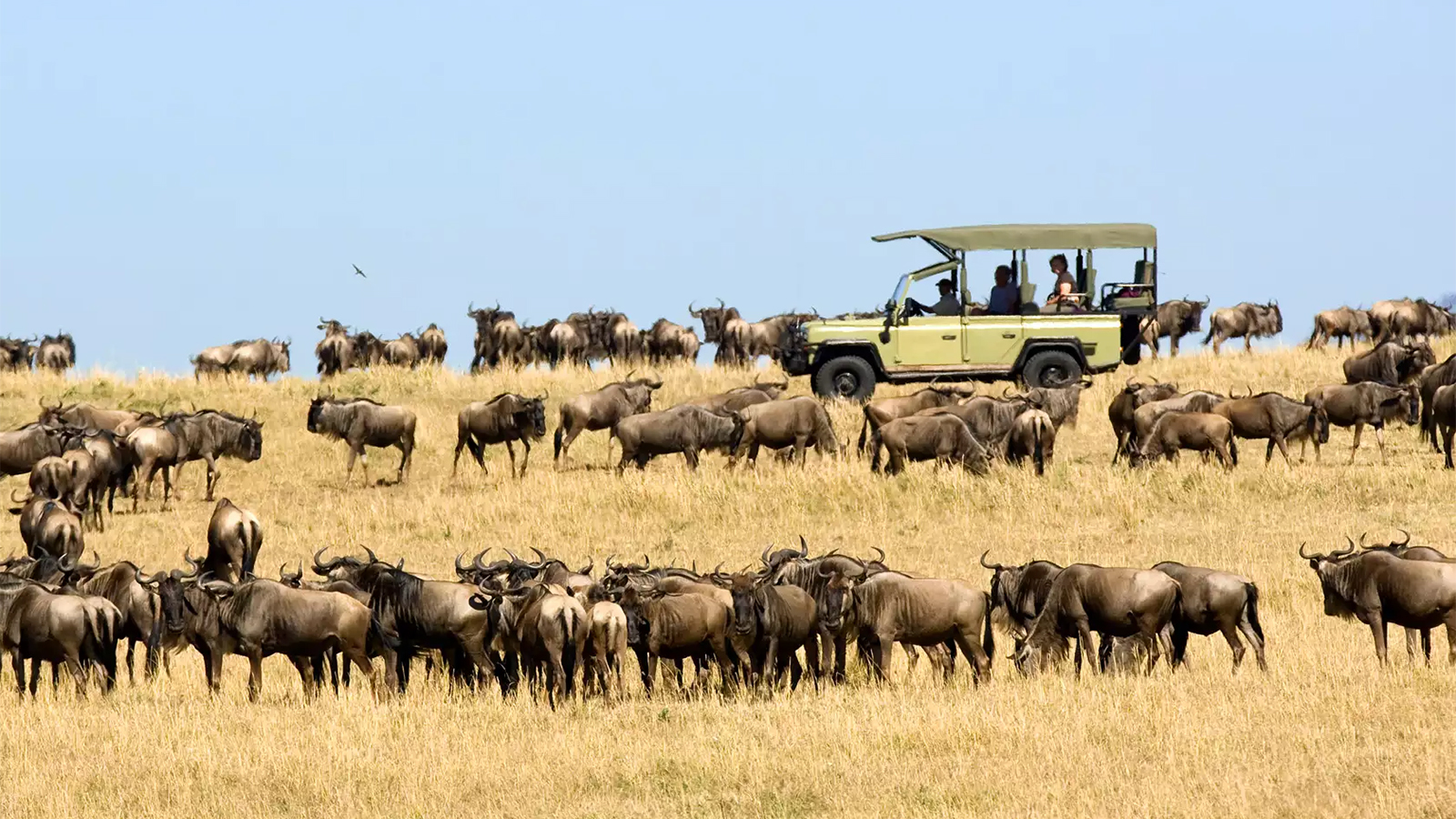 Northern Tanzania safari circuit first timers guide