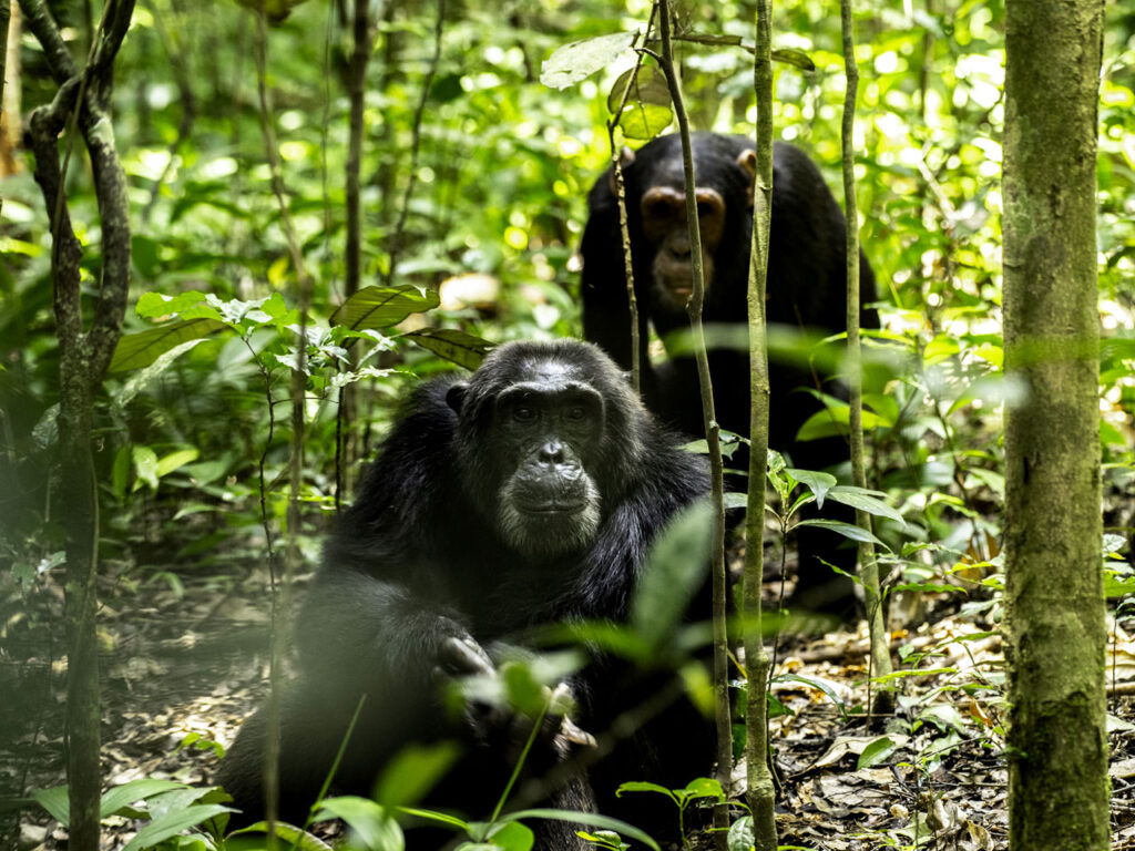How long does a standard chimpanzee tracking session last in Budongo forest?