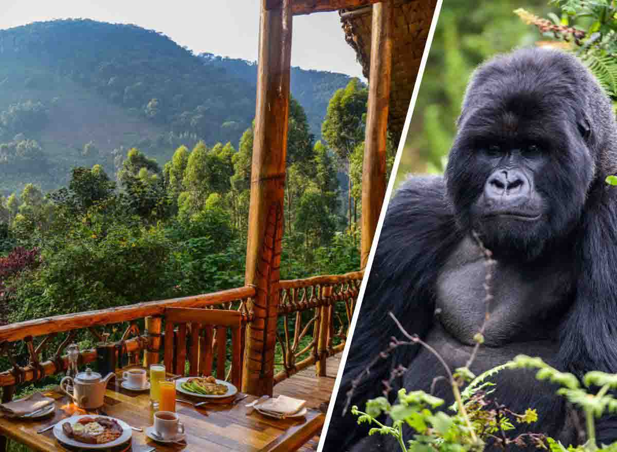 AFRICA GORILLA TREKKING