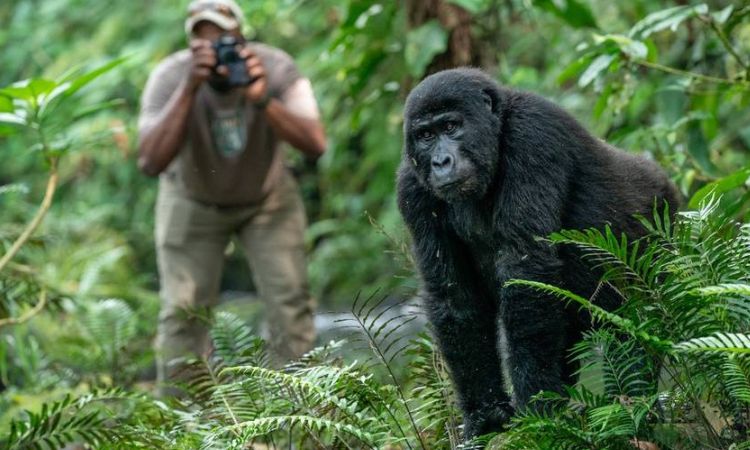 Gorilla habituation in Uganda