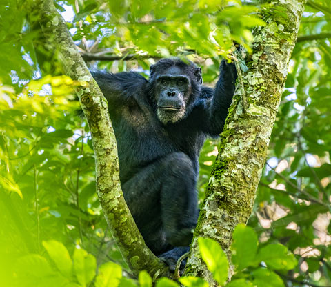 Chimpanzee habituation in Uganda