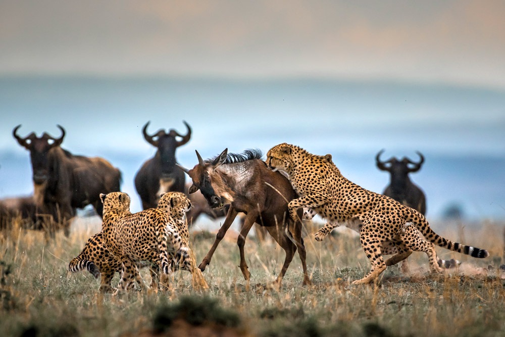 Great wildebeest migration