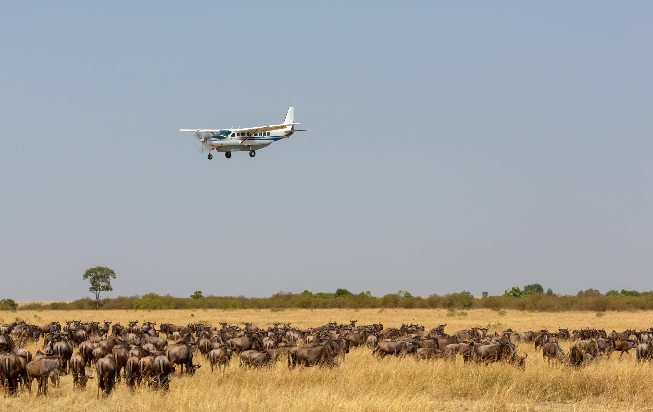 Fly in Luxury Serengeti safari in Tanzania