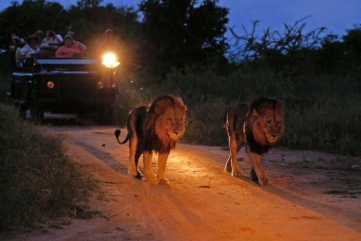 Are night game drives included in standard things to do in Murchison Falls schedules?