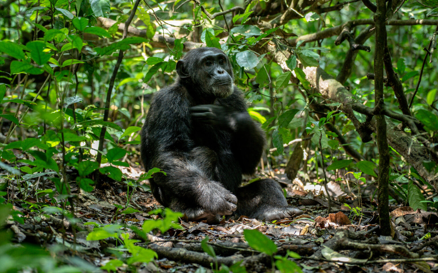 ⛺⛺🛩️ICONIC 5 DAYS OF CHIMPANZEE TRACKING IN RWANDA & LAKE KIVU LAKE STAY🇷🇼🌿🐒🌊