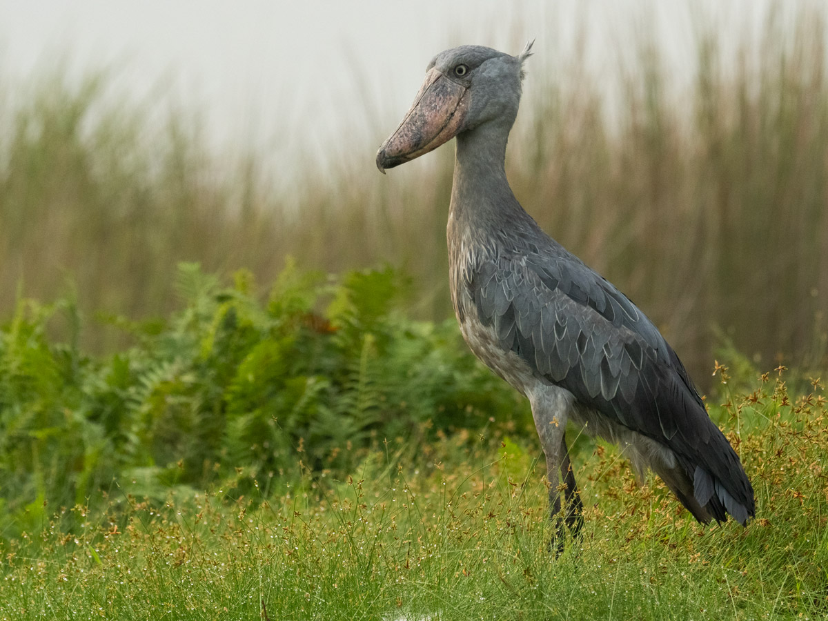 ⛺⛺🦜 20 DAYS UGANDA BIRDWATCHING BONANZA & PRIMATE SAFARI 🇺🇬🌿🐒🌊