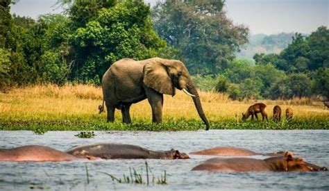 Can I combine a Rwanda safari tour with a trip to Uganda?