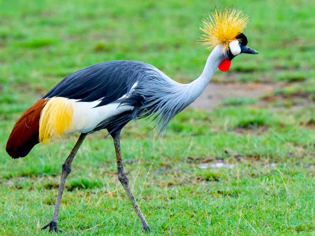 Is bird watching popular among things to do in Queen Elizabeth National Park?