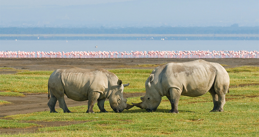 What is the best time of year to book a Masai mara and lake Nakuru safari?