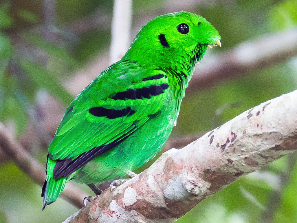 Which endemic bird species can only be seen during bird watching in Budongo forest?