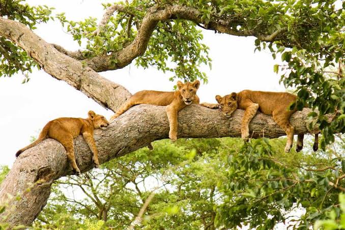 Where can I spot tree-climbing lions during Uganda wildlife safaris?