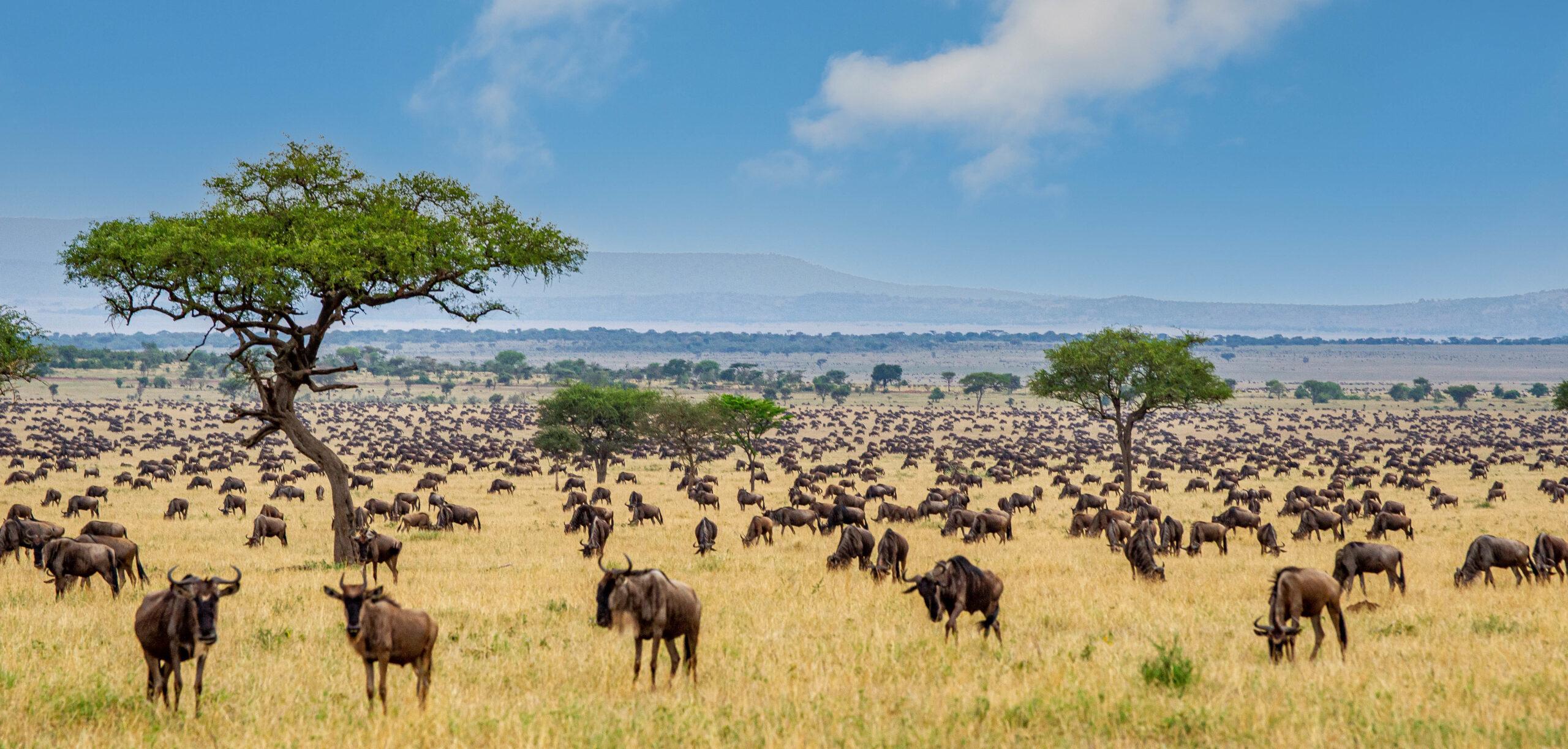 Can You See the Great Migration on a Tanzania Honeymoon Safari in January?