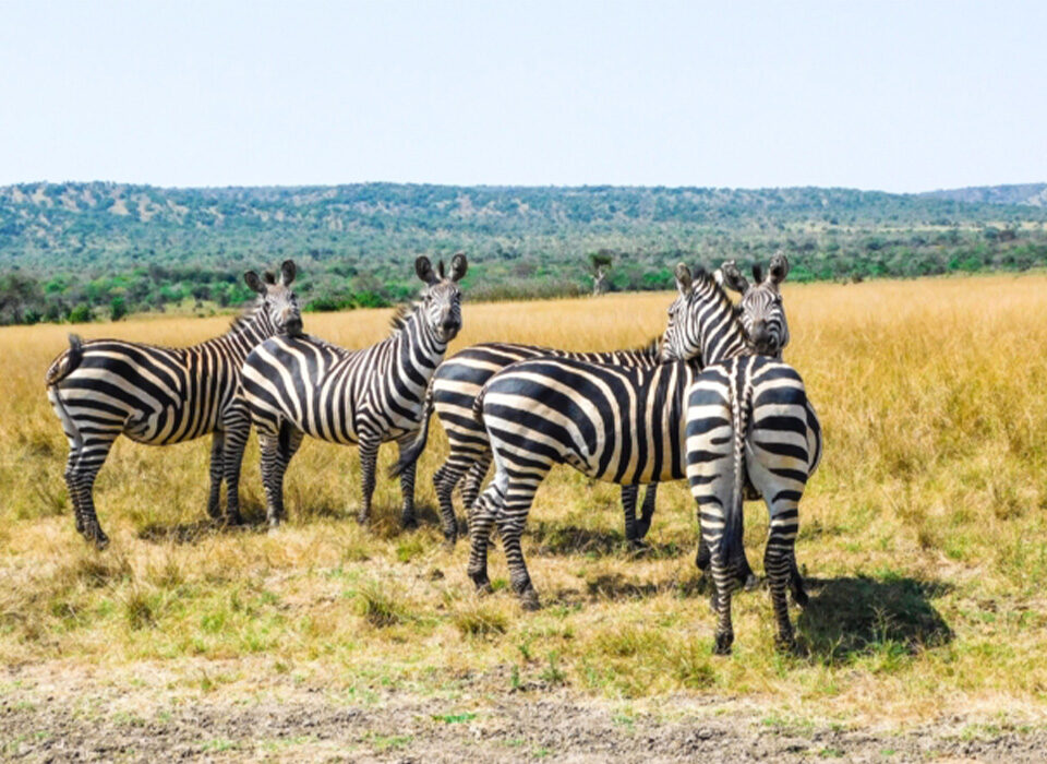 What are the best things to do in Akagera national park for first-time visitors
