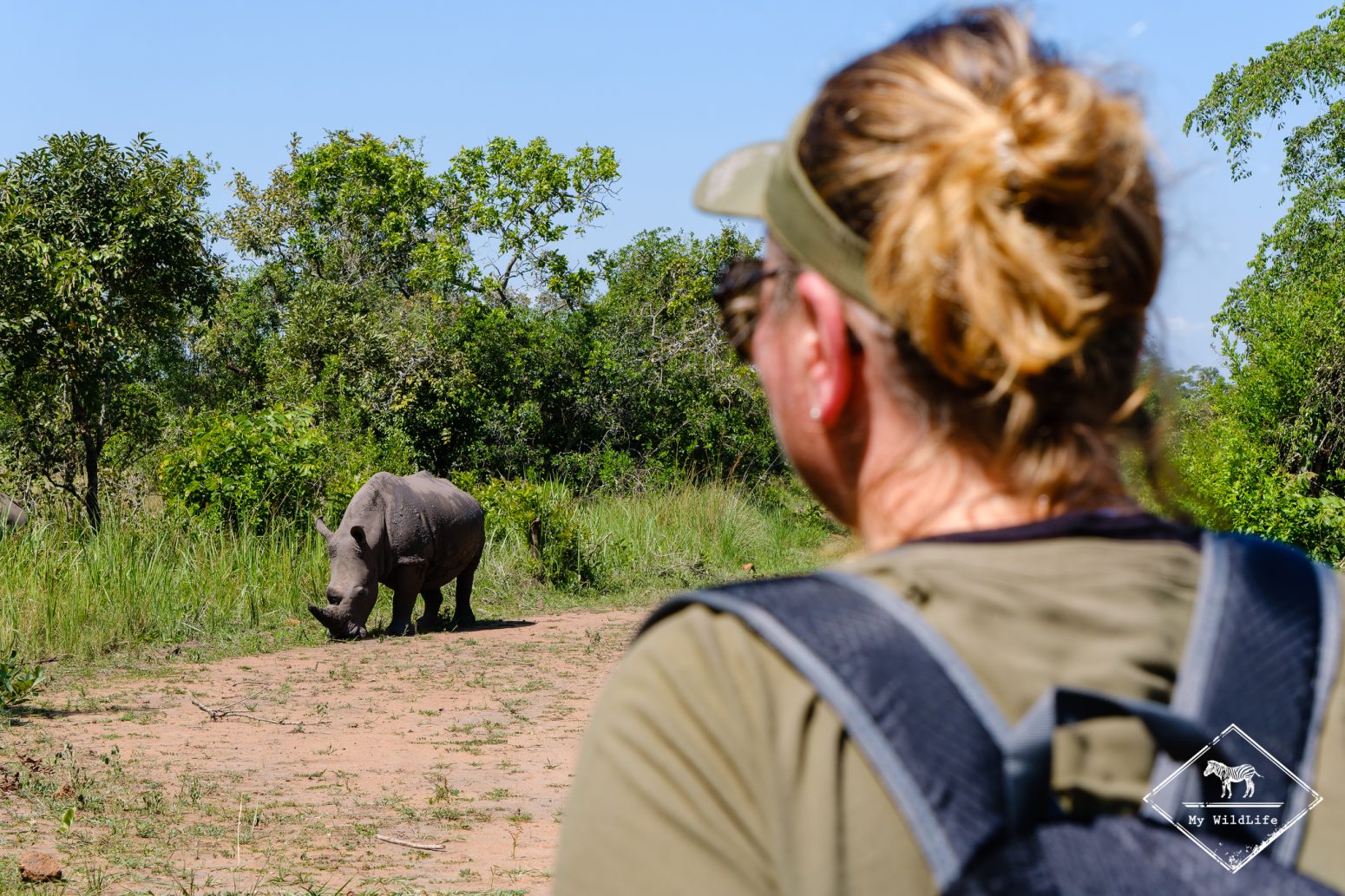What is the success rate of sightings during Ziwa rhino tracking on Uganda safari