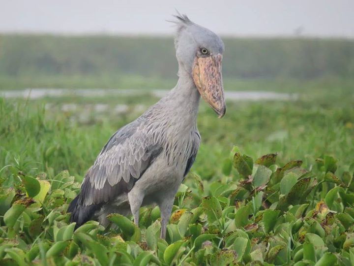 Large group Uganda birding safari 15 days experience