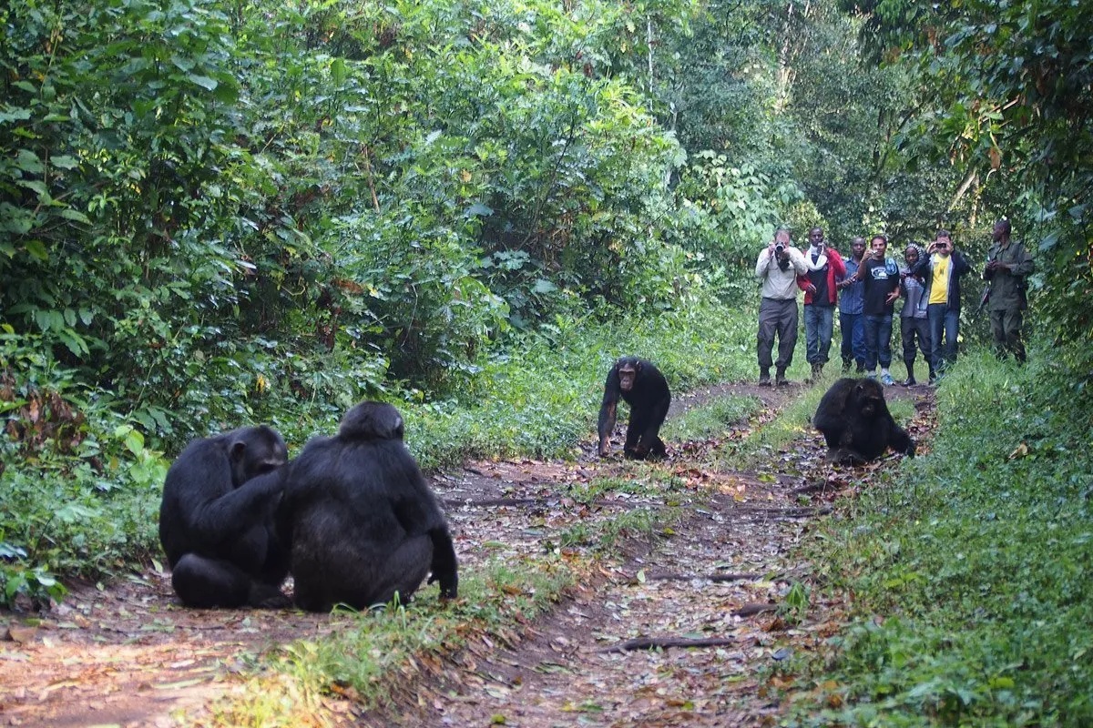 4 Days Luxury Kibale forest Primate Lodge Kibale, Chimpundu Lodge, or Papaya Lake Lodge