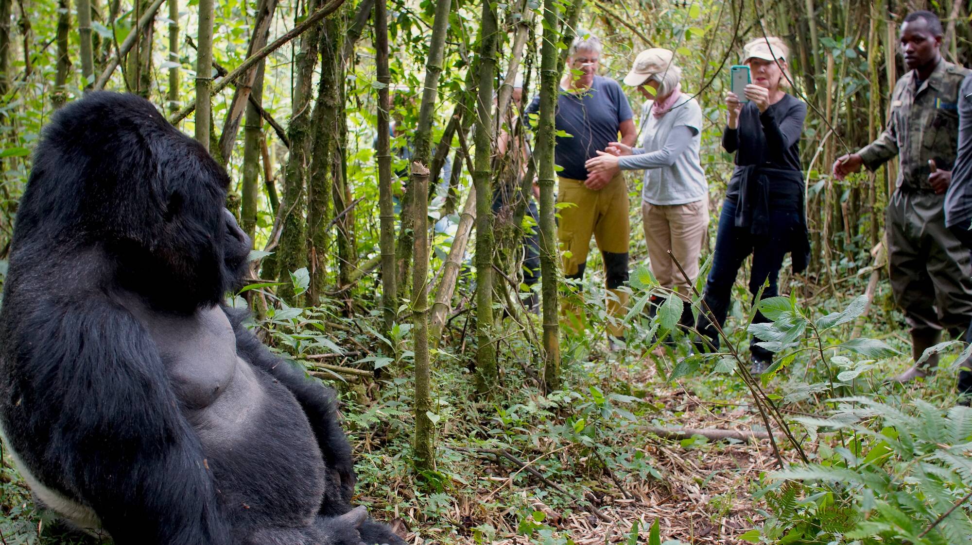 5 Top Best itinerary ideas for 7 Days Uganda safari tour & gorilla trekking