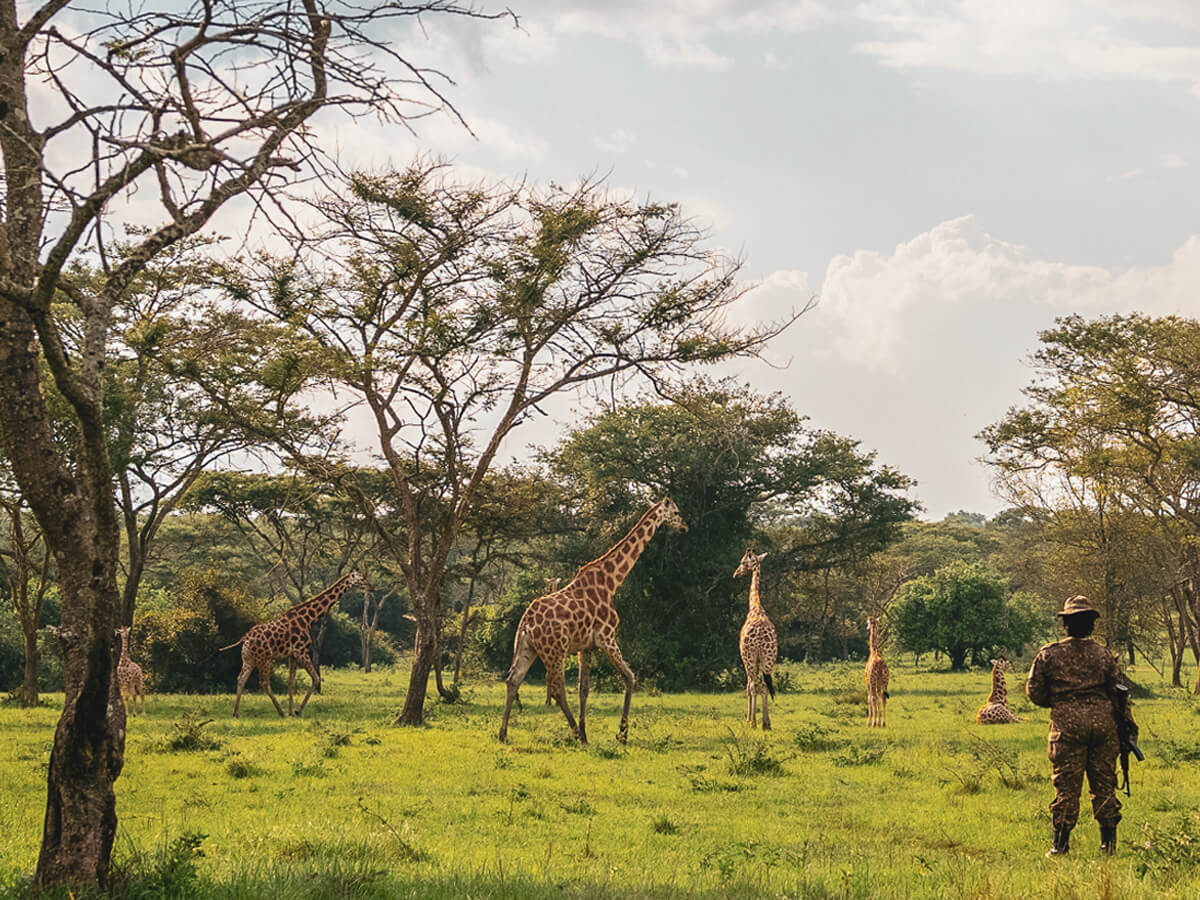 Are there giraffes in Lake Mburo National Park during a Uganda safari?