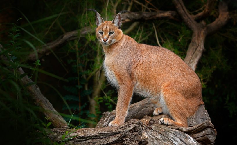Golden cat tracking in Kibale Forest Park