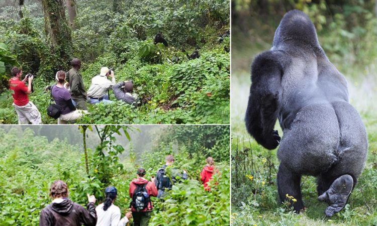 How many permits are issued daily for gorilla habituation in Bwindi Forest Park?