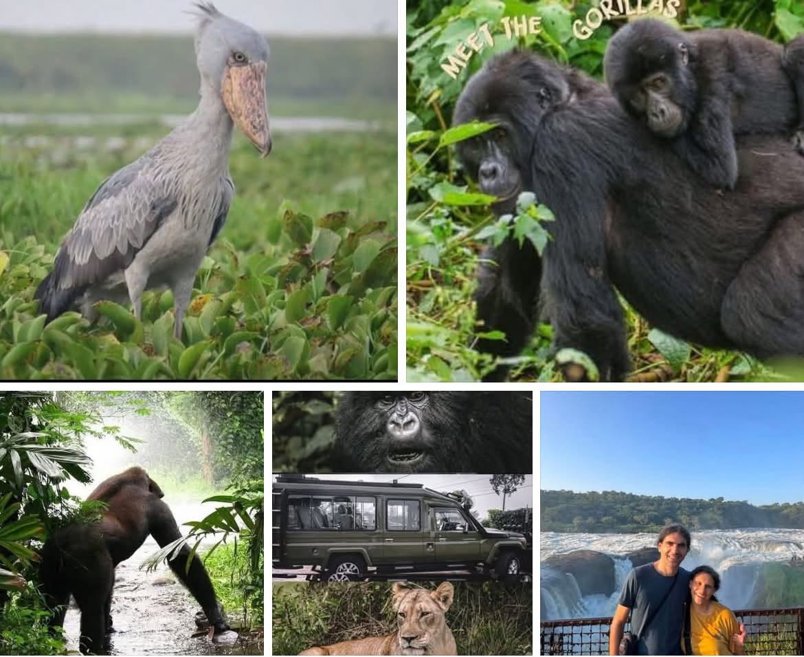 18-Day-Rwanda-Uganda-wildlife-safari-includingMountain gorilla-trekking