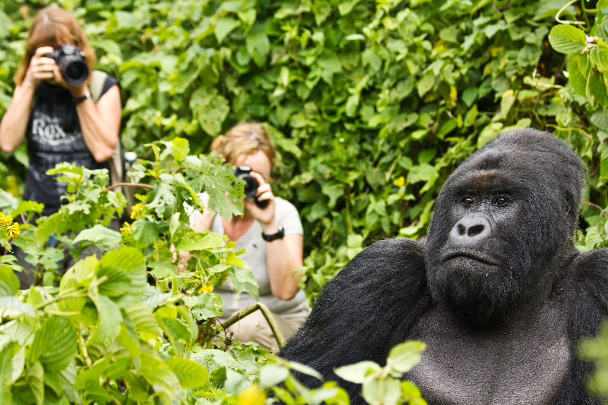 What to expect on a 6-day Rwanda gorilla trekking safari