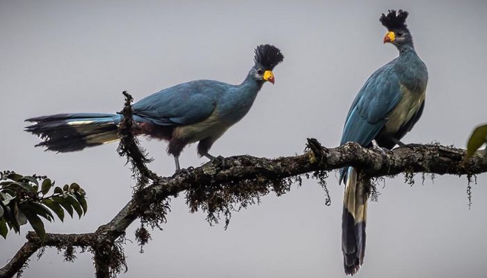 6 Days Rwanda Birding Safari & Primate Adventure for Bird Lovers 🐦🦧🇷🇼