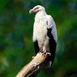 Why Murchison Falls National Park is a Top Uganda Birding Safari Destination