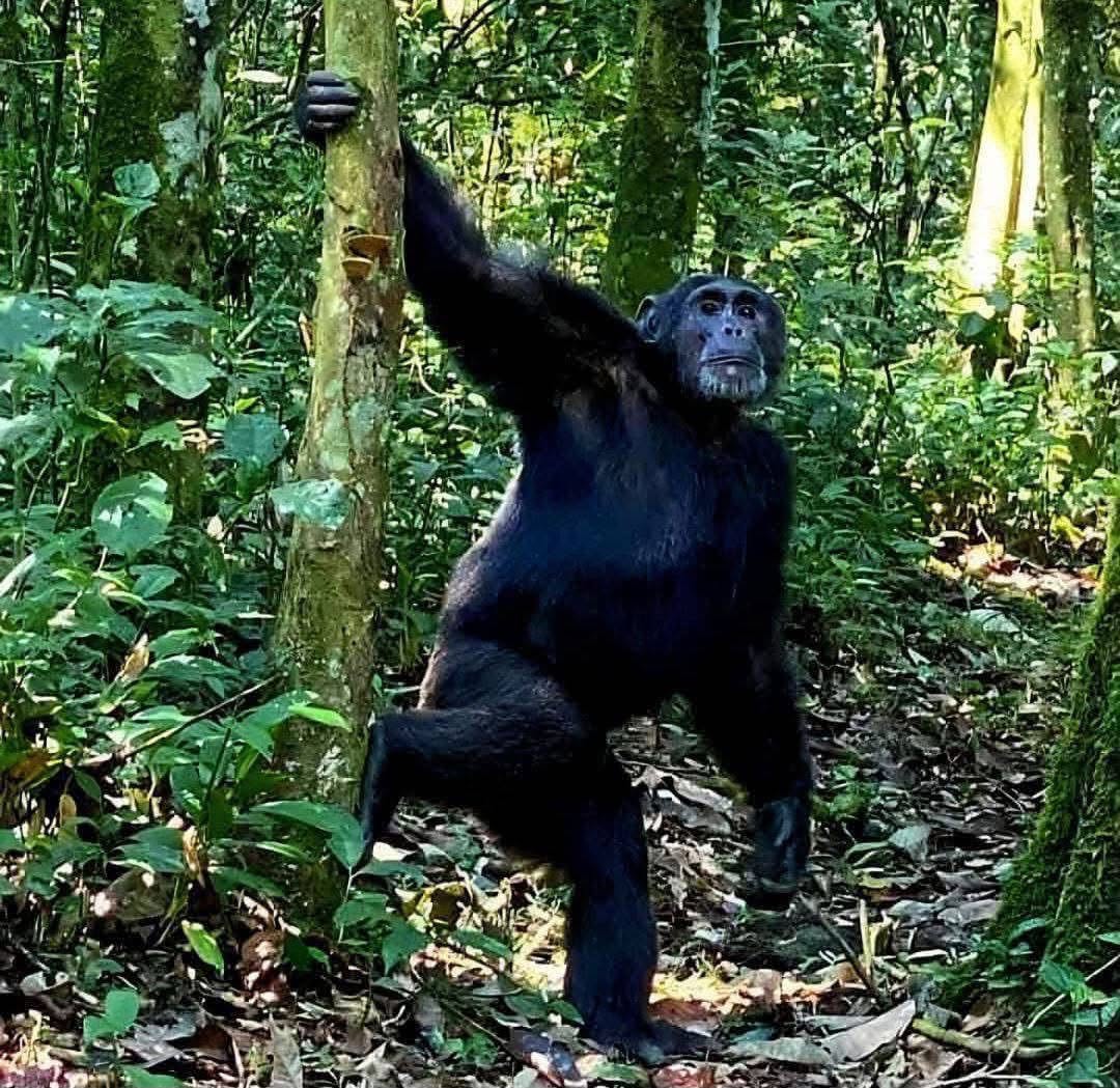 Chimpanzee Tracking in Kibale Forest National Park