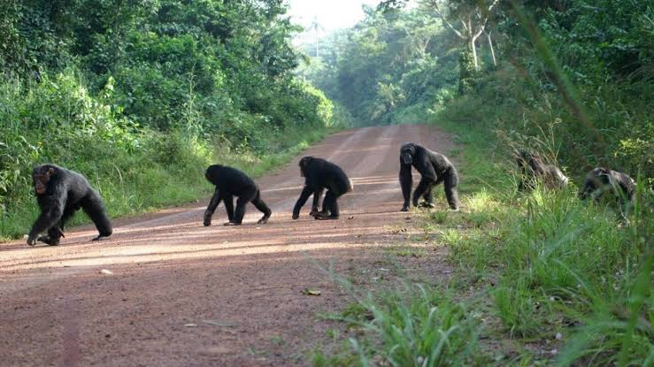 Is chimpanzee tracking physically harder than mountain gorilla trekking?