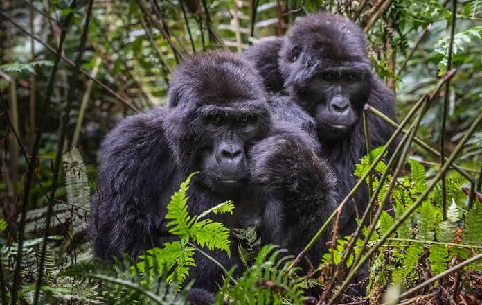 What traditional Rwandan foods and dishes should I try on Rwanda gorilla trekking safari