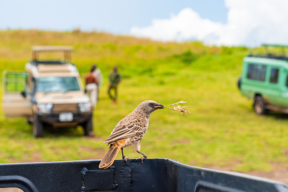 Photography Tips for Capturing Wildlife on Uganda Birding Tours
