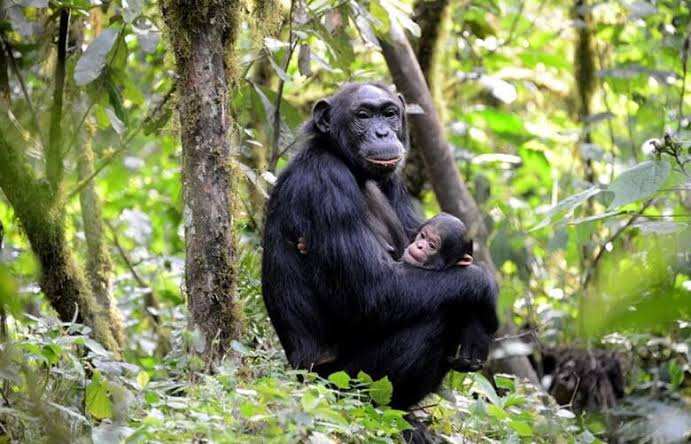 Why Kyambura Gorge is Uganda’s Most Underrated Safari Stop for chimpanzee tracking