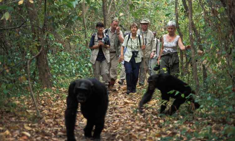 How to Combine Kyambura Gorge Chimp Trekking with a Queen Elizabeth Safari