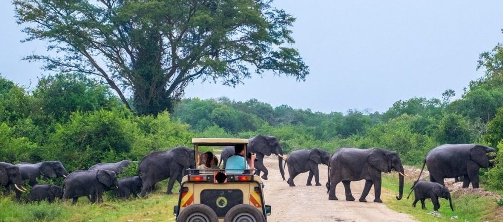 Chasing the Big Five: 12 Days Across Uganda’s Top Parks