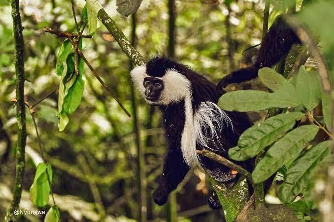 The Ultimate 8-Day Rwanda Primate Safari: Gorillas, Chimps & More