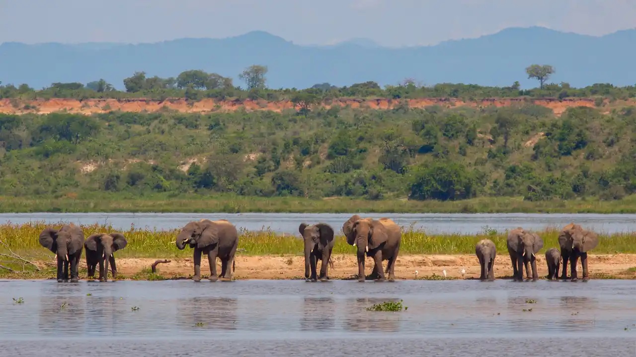 How to Spot Uganda’s Big Five on a 3-Day Murchison Falls and Ziwa Rhino Trip