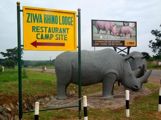 Tracking Rhinos on Foot: Why Ziwa Sanctuary Is a Must-Stop En Route to Murchison